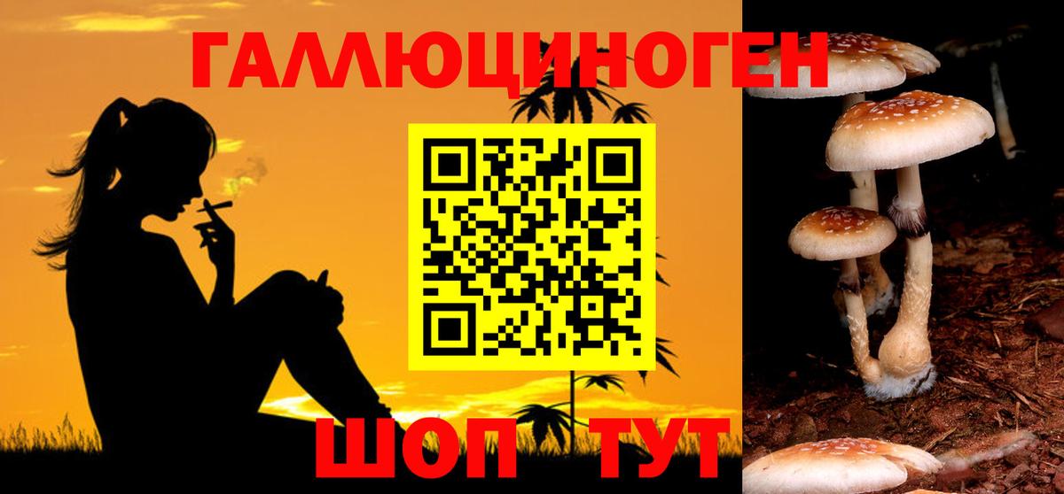 Псилоцибиновые грибы Psilocybe Аша